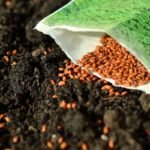 Balandžio mėnesio sėjos kalendorius