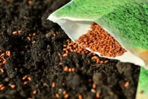 Balandžio mėnesio sėjos kalendorius