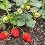 Kada tręšti braškes