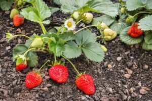 Kada tręšti braškes