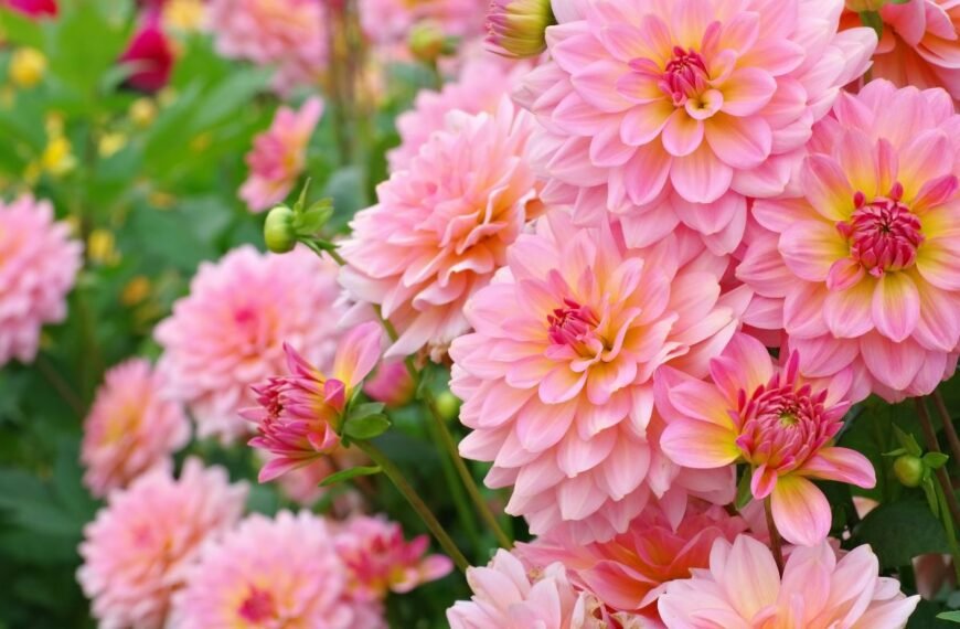 Kada sodinami jurginai