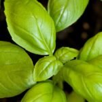 Kada sėti bazilikus: ant palangės – bet kada, o lauke tik sušilus