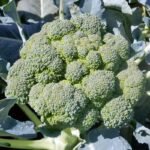 Sužinokite, kada sėti brokolius, kad derliaus turėtumėte visą vasarą ir rudenį