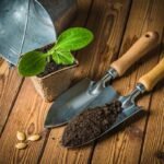 Kaip ir kada sėti cukinijas šiltnamyje bei lauke, jei norite užsiauginti maksimalų derlių