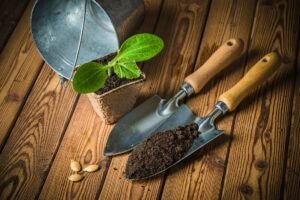 Kaip ir kada sėti cukinijas šiltnamyje bei lauke, jei norite užsiauginti maksimalų derlių