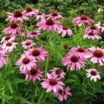 Kaip sodinti ir prižiūrėti ežiuoles