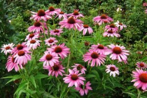 Kaip sodinti ir prižiūrėti ežiuoles