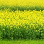 Kada sėti garstyčias lapams, sėkloms ir žaliajai trąšai?