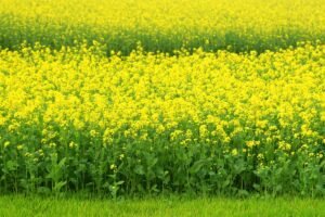 Kada sėti garstyčias lapams, sėkloms ir žaliajai trąšai?