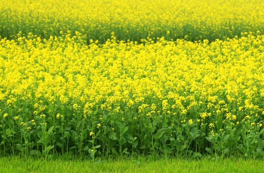 Kada sėti garstyčias lapams, sėkloms ir žaliajai trąšai?
