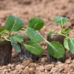 Kada sėti kopūstus daigams – nenumaldomai artėja baltųjų, raudonųjų ir savojinių gūžinių kopūstų sėja