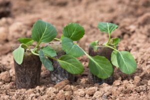 Kada sėti kopūstus daigams – nenumaldomai artėja baltųjų, raudonųjų ir savojinių gūžinių kopūstų sėja