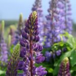 Kada sėti lubinus – priklauso nuo to, ar auginsite gėles, ar žaliąją trąšą