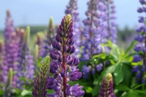 Kada sėti lubinus – priklauso nuo to, ar auginsite gėles, ar žaliąją trąšą