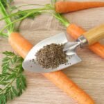 Derlius derliui nelygu: kada sėti morkas, kad turėtumėte jų tiek vasarą, tiek žiemą?