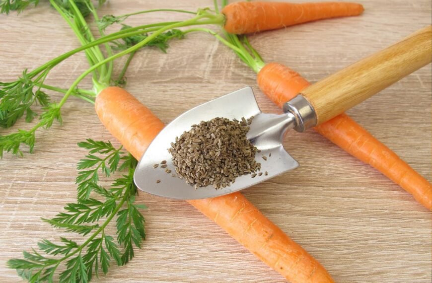 Derlius derliui nelygu: kada sėti morkas, kad turėtumėte jų tiek vasarą, tiek žiemą?