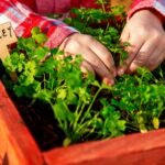 Kada sėti petražoles: neapsiribokite tik lauku – sėkmingai auginkite petražoles ir patalpoje