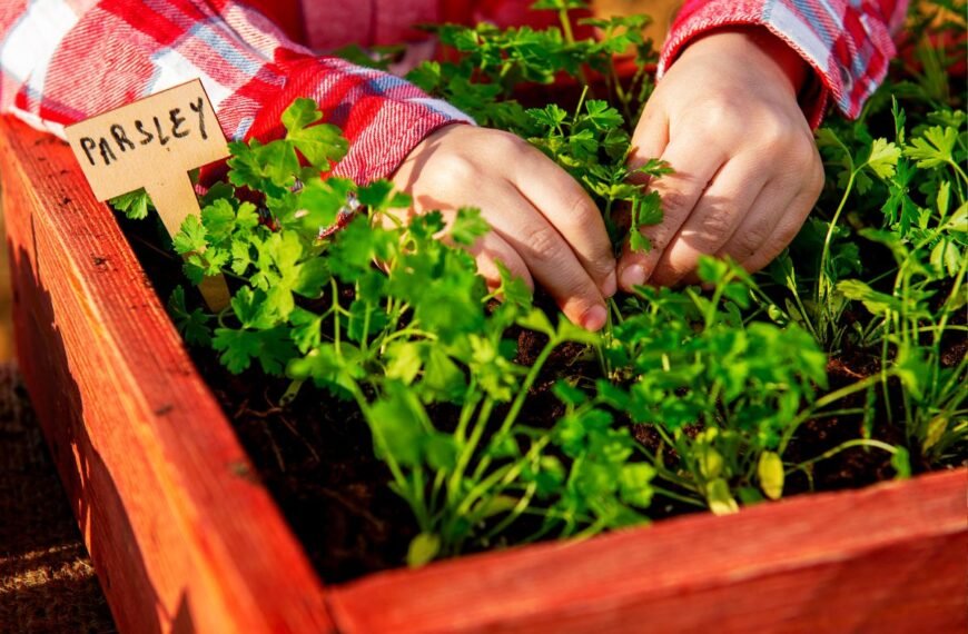 Kada sėti petražoles: neapsiribokite tik lauku – sėkmingai auginkite petražoles ir patalpoje