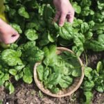 Kada sėti špinatus – ankstyva jų sėja atneš naudos