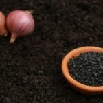 Kada sėti svogūnus? Tai nulems ir veislė, ir sėjos būdas