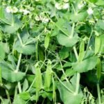 Nepraleiskite tinkamo laiko, kada sėti žirnius. Tai lems šio sezono žirnių derlių