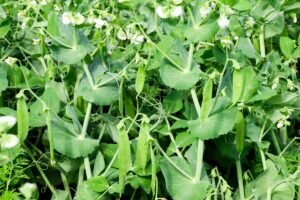 Nepraleiskite tinkamo laiko, kada sėti žirnius. Tai lems šio sezono žirnių derlių