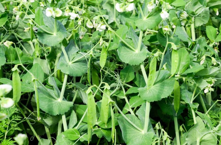 Nepraleiskite tinkamo laiko, kada sėti žirnius. Tai lems šio sezono žirnių derlių