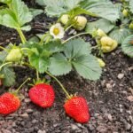 Kada sodinamos braškės? Pavasarinis priminimas tiems, kas „pramiegojo” rudenį 