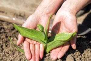 Kada sodinamos tulpės pavasarį?  Tai tikrai įmanoma, jeigu nespėjote susisukti rudenį