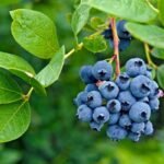 Kada sodinti šilauoges ir kaip jas prižiūrėti, kad užaugtų daug bei sultingų uogų?