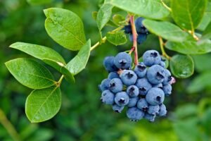 Kada sodinti šilauoges ir kaip jas prižiūrėti, kad užaugtų daug bei sultingų uogų?