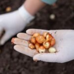 Kada sodinti svogūnus iš daigų ar sodinukų? Sodinimo lauke ypatumai