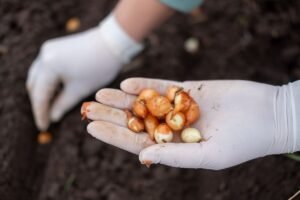 Kada sodinti svogūnus iš daigų ar sodinukų? Sodinimo lauke ypatumai