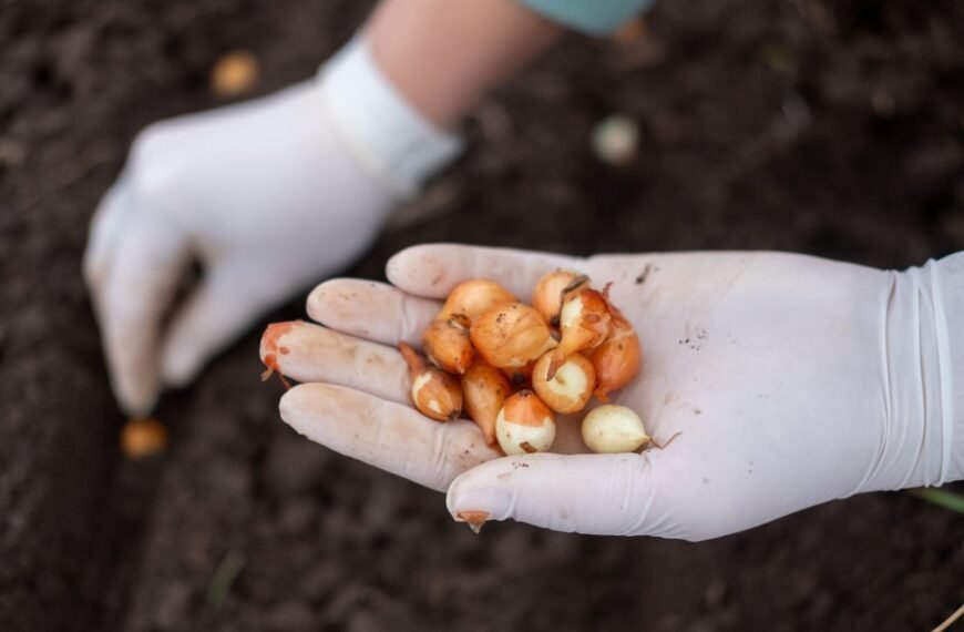 Kada sodinti svogūnus iš daigų ar sodinukų? Sodinimo lauke ypatumai