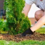 Kaip ir kada sodinti tujas? Žaliuojanti siena saugos namų privatumą ir jaukumą