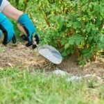 Kada tręšti hortenzijas? Išduosime, kuris terminas tinka visoms hortenzijų rūšims