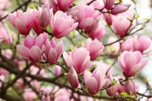 Kaip ir kada tręšti magnolijas? Nuo to priklausys žiedų gausa