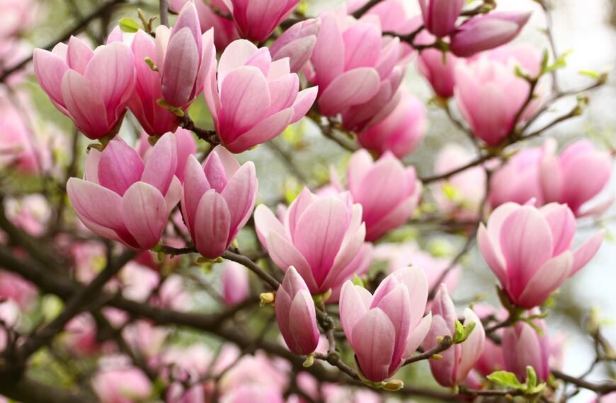 Kaip ir kada tręšti magnolijas? Nuo to priklausys žiedų gausa