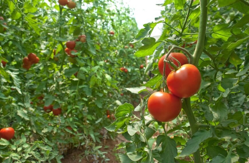 Kada tręšti pomidorus nuo daigų iki derliaus? 
