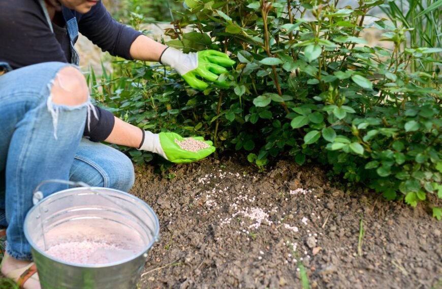Kada tręšti rožes: pradėkite maitinti šias „rajūnes“ pavasarėjant