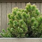 Kada tręšti spygliuočius