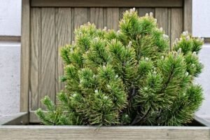 Kada tręšti spygliuočius