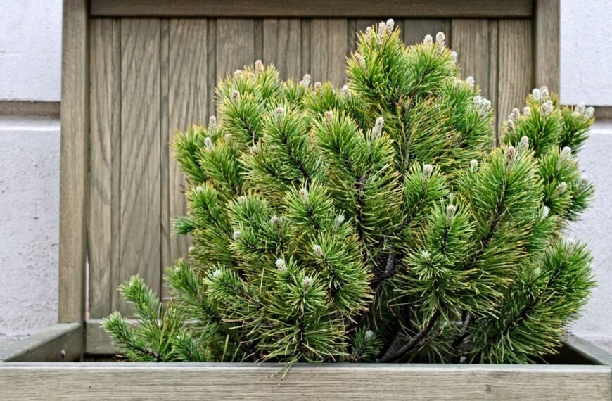 Kada tręšti spygliuočius