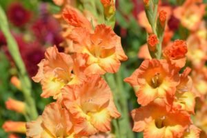 Kada sodinami kardeliai