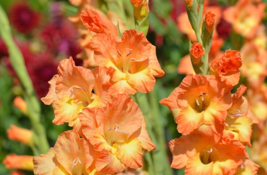 Kada sodinami kardeliai