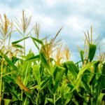 Kada sėti kukurūzus?