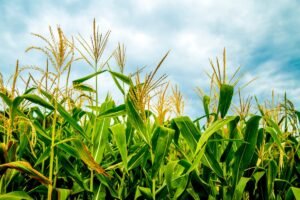 Kada sėti kukurūzus?