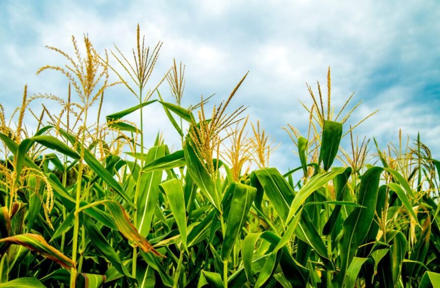 Kada sėti kukurūzus?