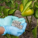 Kada tręšti paprikas