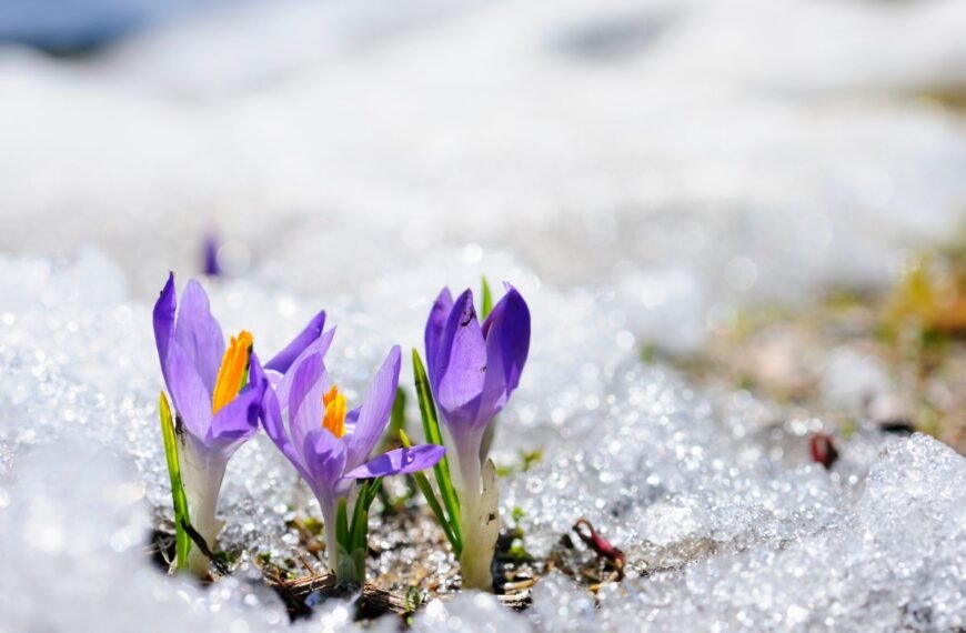 Pavasario gėlės. Jacinai. Hiacintai